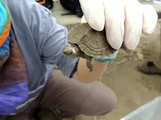 Mercado negro y abandono masivo de mascotas exóticas: las consecuencias de la Ley de Bienestar Animal