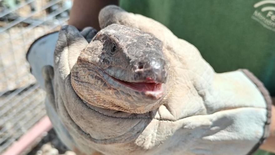 Liberación de un lagarto de Gran Canaria en San Lorenzo