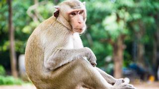 Detectado el primer caso del Virus B en un humano tras ser mordido por un mono en Hong Kong