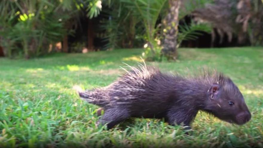 Nacen dos mellizos del puercoespín más grande del mundo en Bioparc València