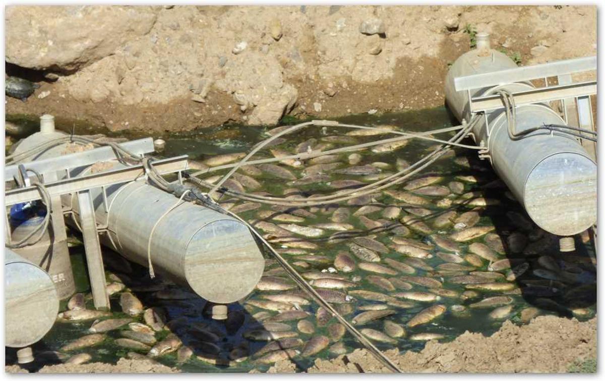 Peces muertos en las instalaciones de la presa de Sierra Boyera.