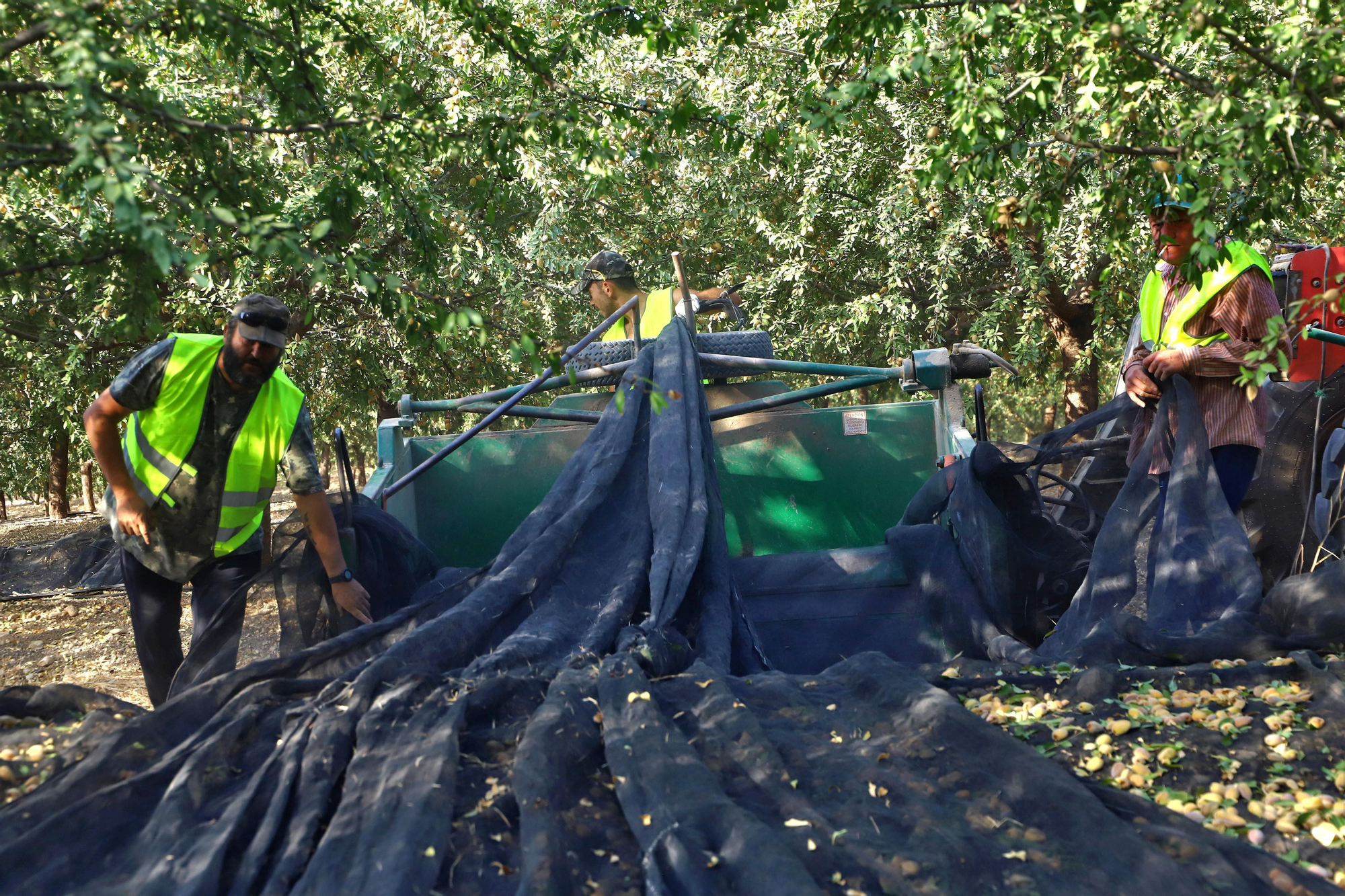 Comienza la recogida de la almendra en Córdoba