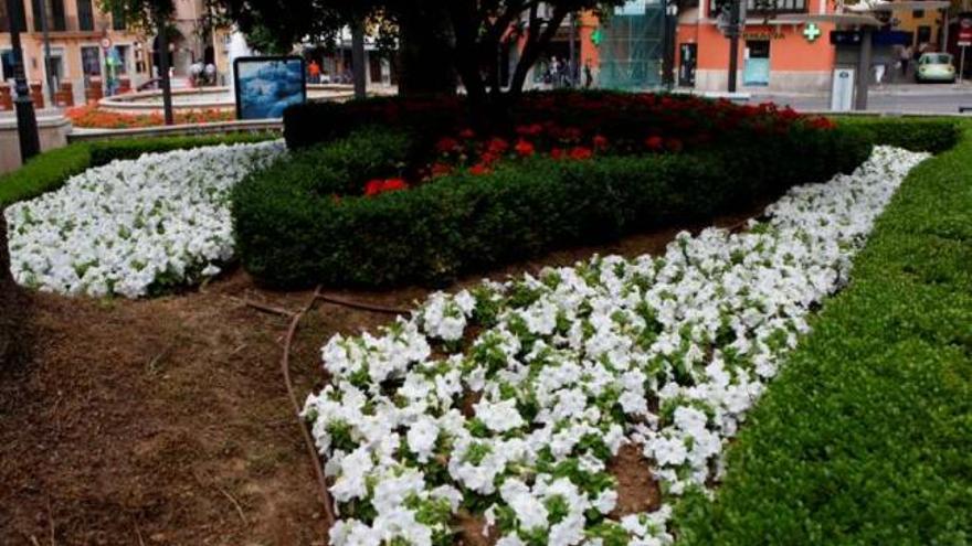 Plaza de la Reina. Las céntricas plazas de la Reina (en la imagen) y Joan Carles I están adornadas con geranios alrededor de sus emblemáticas fuentes. Sin embargo, en el jardín situado al pie de las escalinatas de la Seu podemos encontrar petunias blancas entre arbustos sin flor. Los geranios rojos vuelven a protagonizar la ornamentación de esta zona verde en la parte cercana al árbol. 
	En la plaza Verge de la Salut, situada en la calle Sant Miquel, las flores que adornan el parterre varían cuatro o cinco veces al año, según el Ayuntamiento. En estos momentos se puede ver una composición de geranios.