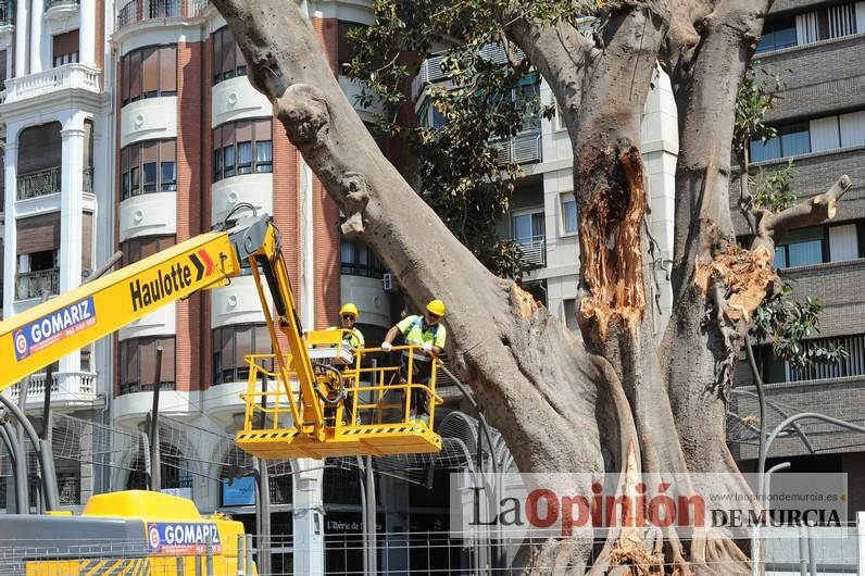 El estado final del ficus de Santo Domingo