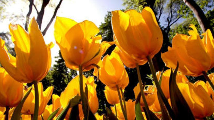 Imagen de archivo que muestra algunos  tulipanes