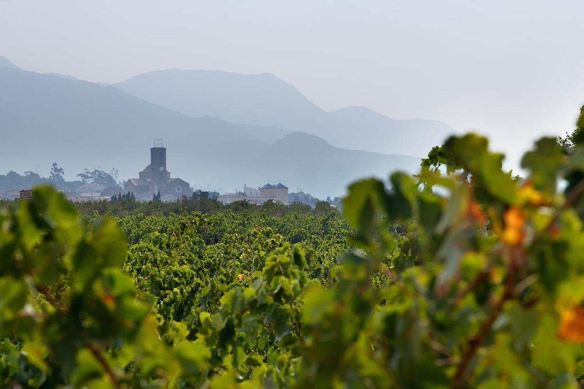 Las nuevas plantaciones han reforzado el crecimiento de la DO en calidad y representatividad