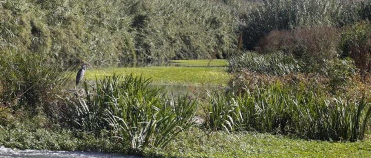 El agua no discurre y se estanca en varias zonas.