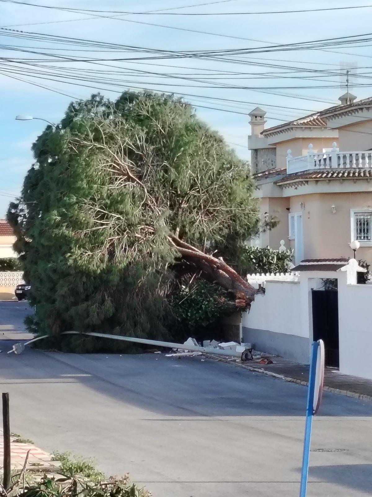 Caída de un árbol en el residencial San Luis de Torrevieja por el viento Caída de un árbol en el residencial San Luis de Torrevieja por el viento