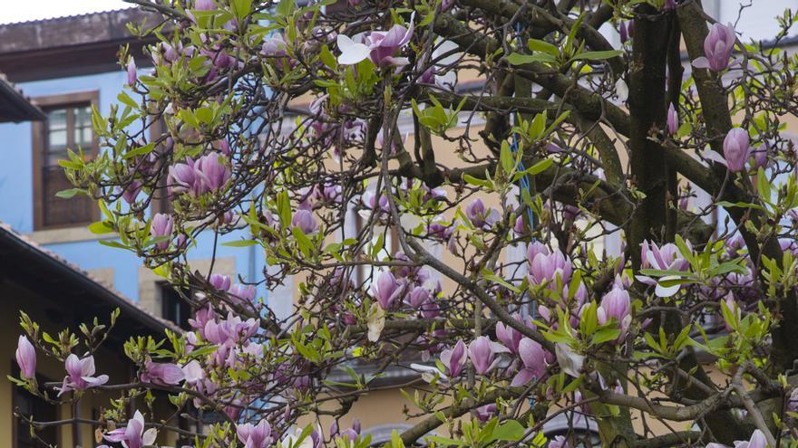 La primavera ya está aquí (solo quedan unas horas) y esto es todo lo que tienes que saber: pronóstico en Asturias, eclipses y cambio de hora