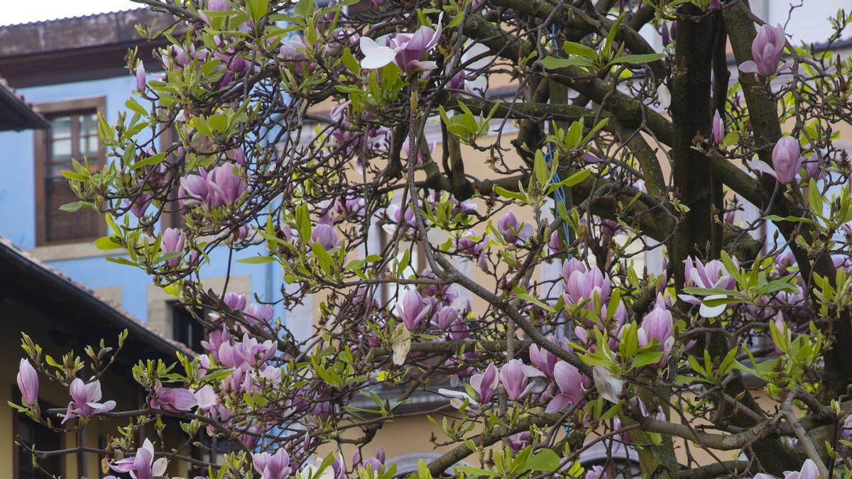 La primavera ya está llegando y así se deja notar en Avilés
