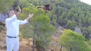 El 'hospital' de la fauna murciana prepara su ampliación