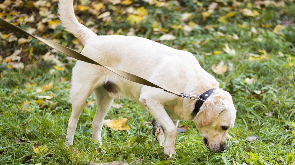 170.000 valoraciones: así son las mejores bolsas del mundo para recoger  excrementos de perro