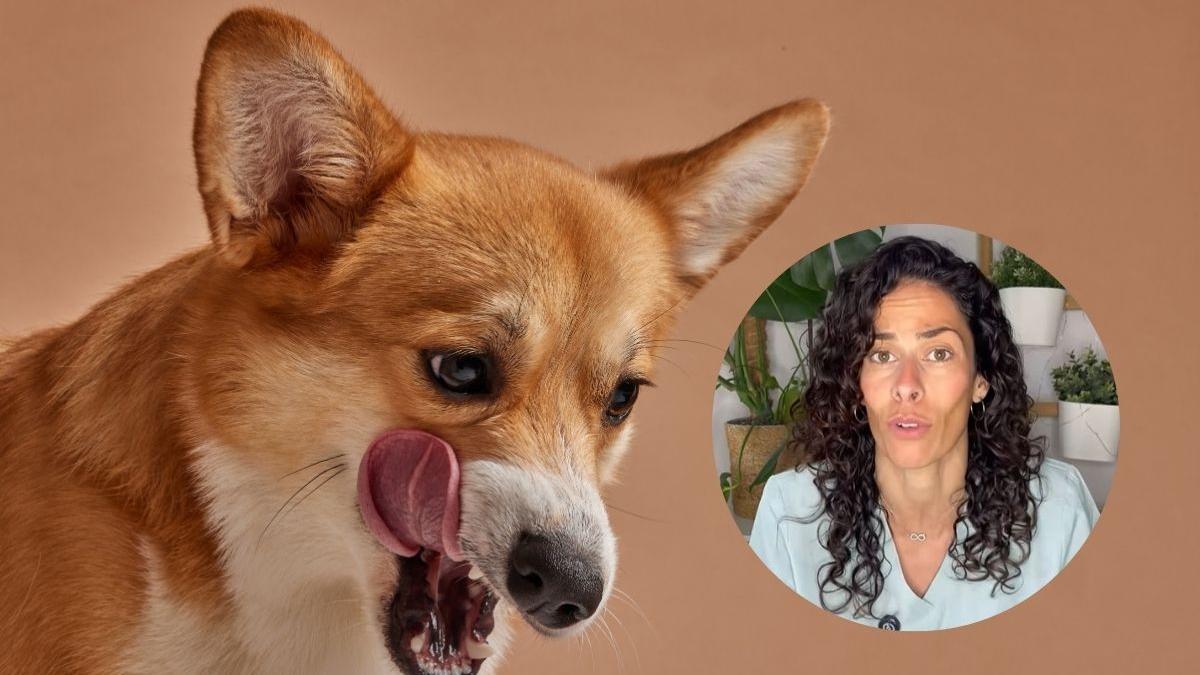 La veterinaria Alba Pérez explica tres síntomas de posible malestar.