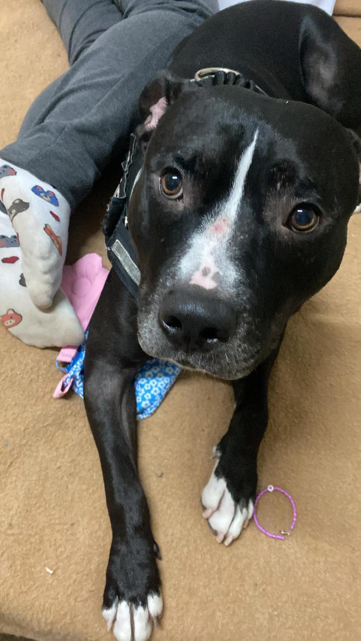 Kobe, el perro de Samara.
