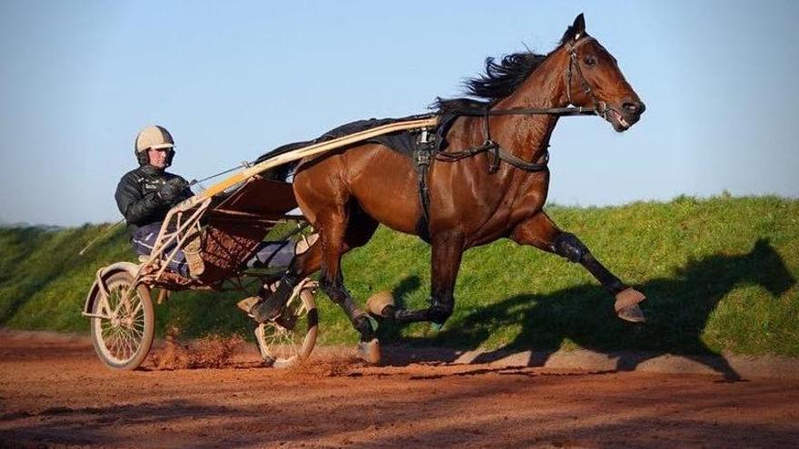 Face Time Bourbon, durante un entrenamiento