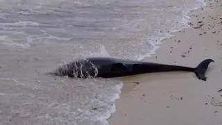Aparecen dos cadáveres de delfines, uno en Mallorca y otro en Menorca