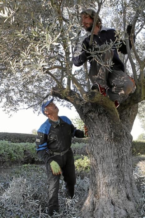 Gartenarchitektin Andi Lechte und Baumexperte Ramón Galmés: Im Februar ist ein Schnitt der "olivos" angesagt. Dies beugt Krankheiten und Schädlingsbefall vor, fördert die Fruchtbildung und erleichtert obendrein die Ernte.