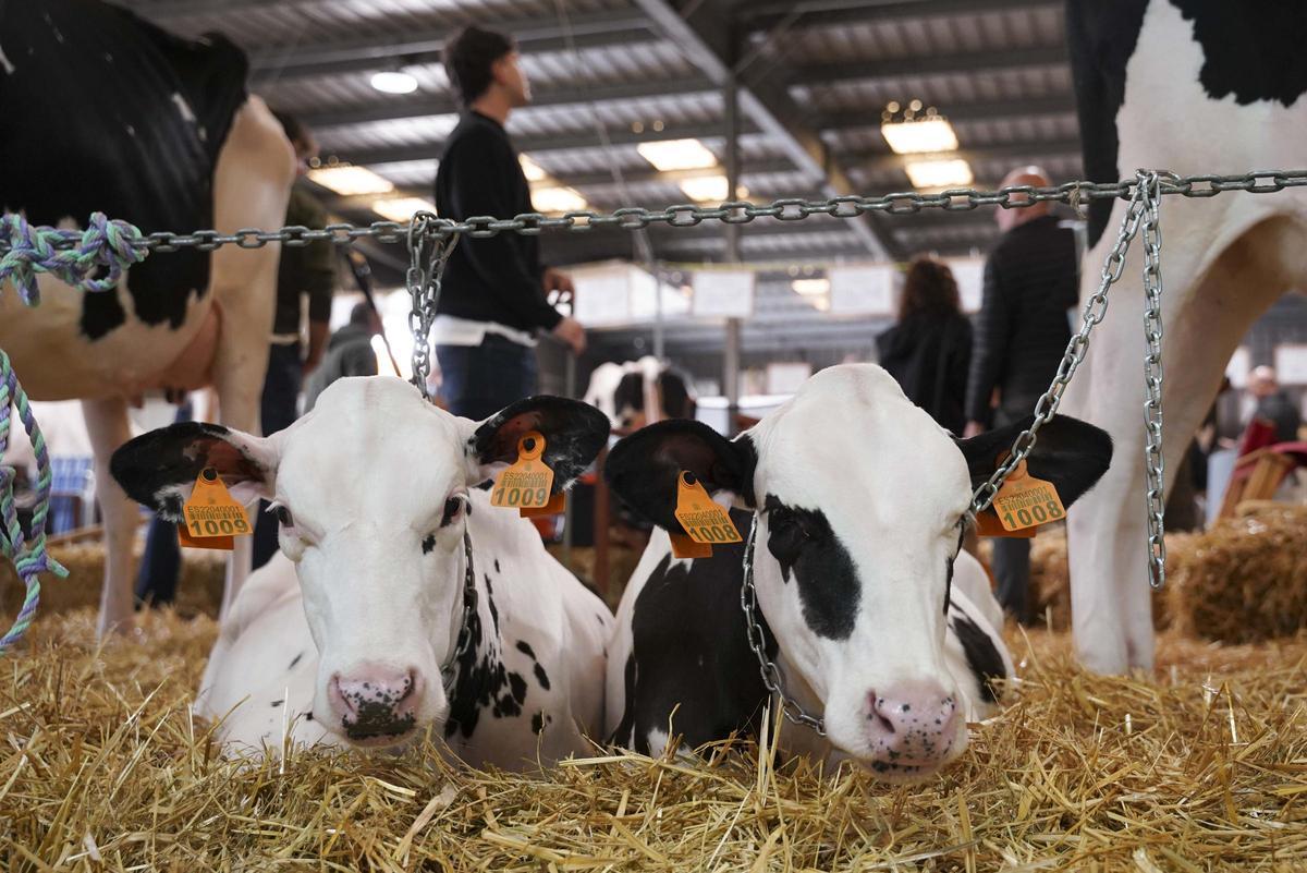 Vacas frisonas en Galicia