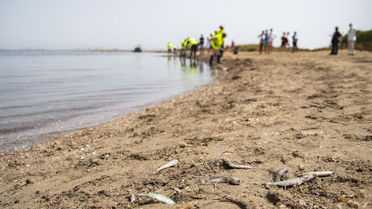 Peces muertos tras el gran episodio de anoxia en el Mar Menor en el mes de agosto de 2021 | IVÁN URQUÍZAR