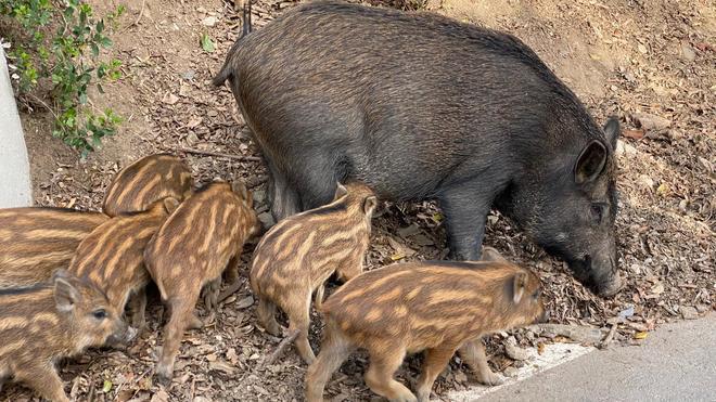 Министр успокаивает: кабаны в Колсероле не заражены АЧС