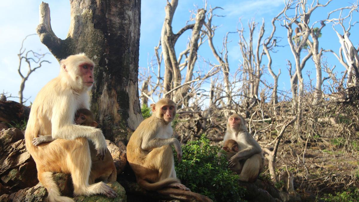 Colonia de macacos rhesus en libertad en la isla puertorriqueña de Cayo Santiago.