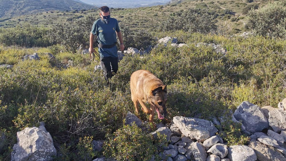 Un agente recorre la zona de Catí, junto a un perro especializado en localización de personas.