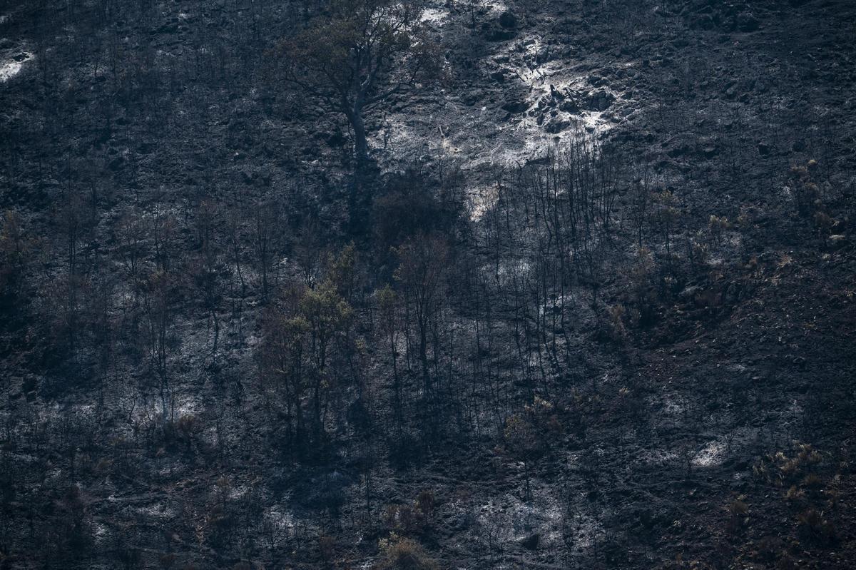GARGANTILLA. ZONA AFECTADA INCENDIO FORESTAL JARILLA