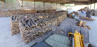 Los productores de corcho esperan una campaña en Córdoba inferior a la normal