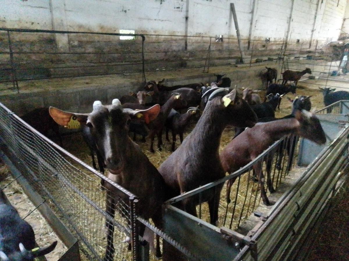 Cabras en la explotación de la cooperativa moañesa en Meira.