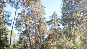 Este lugar forma parte de la Sierra de Guadarrama