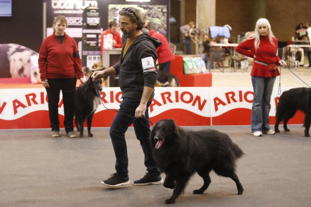 Expocanina 2018