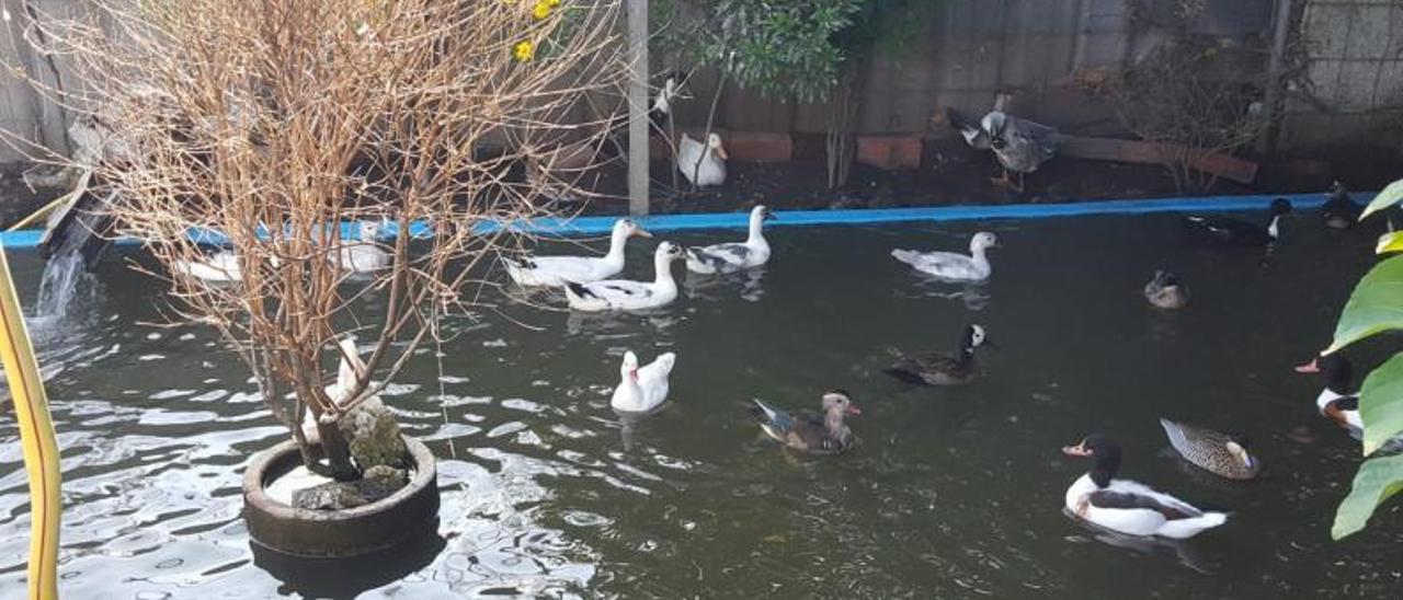 Aves, esta semana, en el terreno de una vivienda unifamiliar de O Morrazo. |   FDV