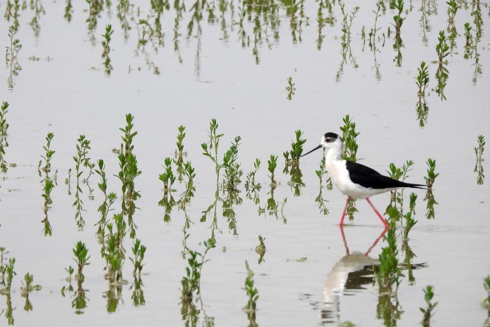 Flamencos y todo tipo de aves en la Laguna de Villena