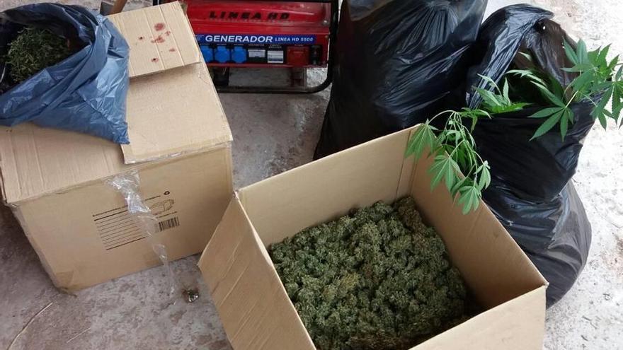 Cogollos de marihuana intervenidos por la Policía Nacional en Llubí.