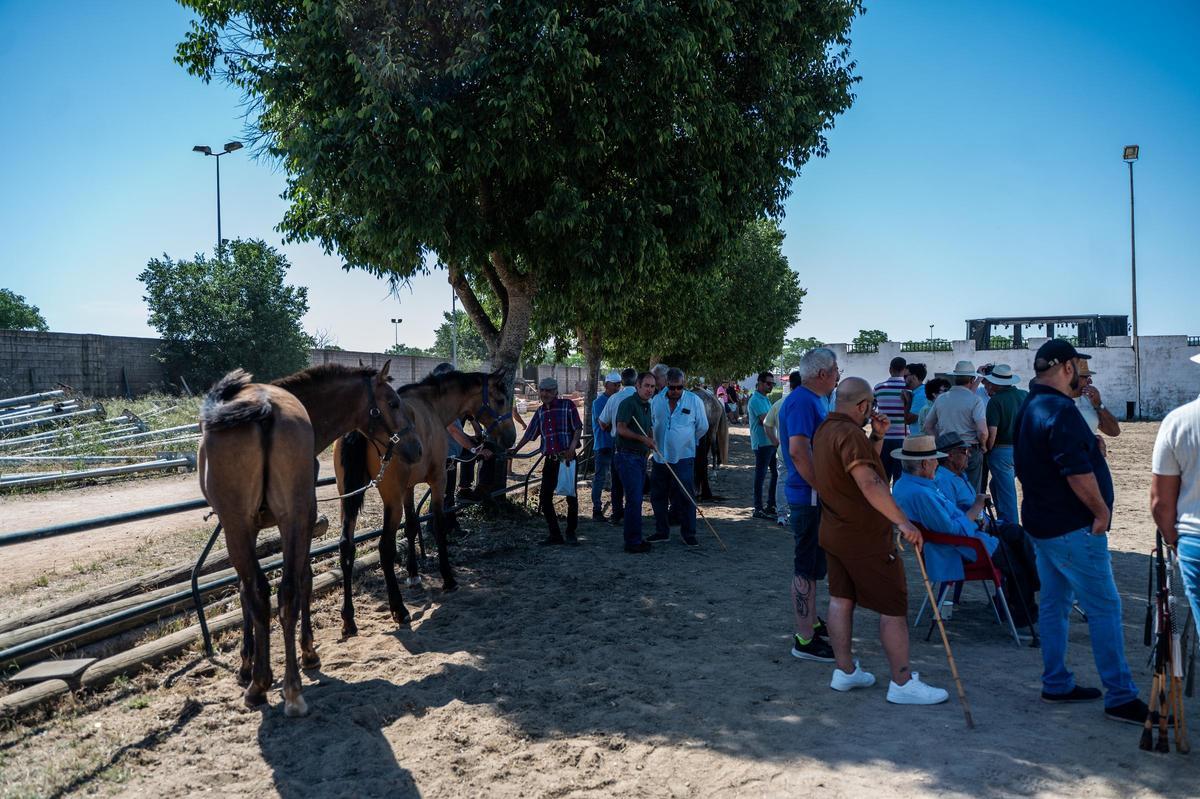 Galería | Feria de ganado en Cáceres