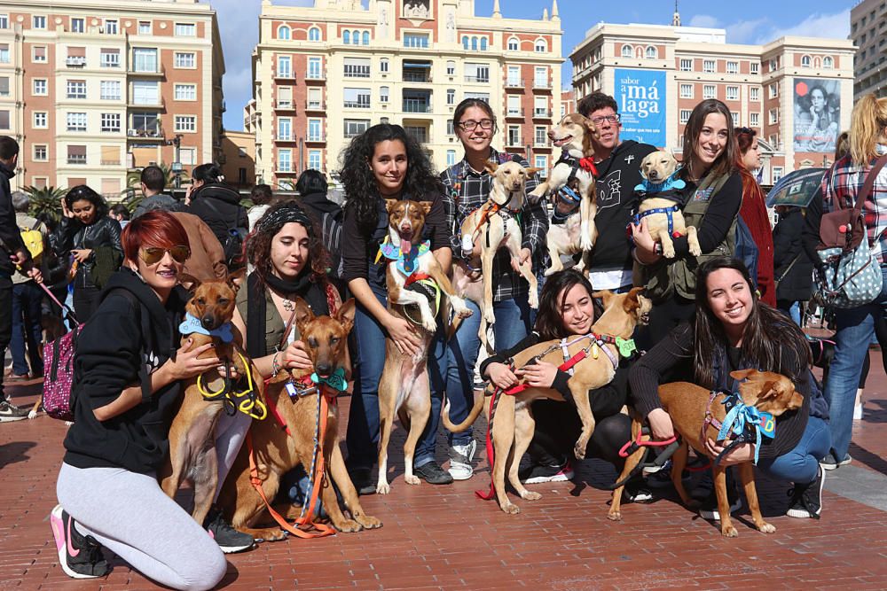 Decenas de malagueños acudieron ayer a la plaza de la Marina de la capital para protestar por los malos tratos que reciben los perros de caza.