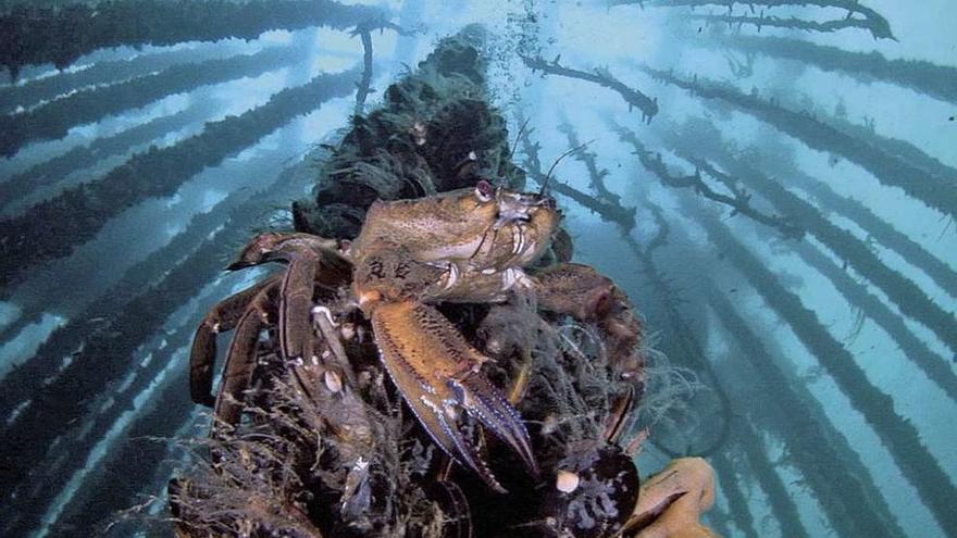 Una nécora suspendida en las cuerdas de una batea. // Imagen del documental &quot;Esencia de los mares&quot;, de Jorge Candán.