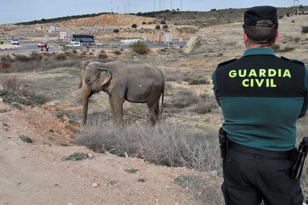 Accidente de un camión con elefantes en Albacete