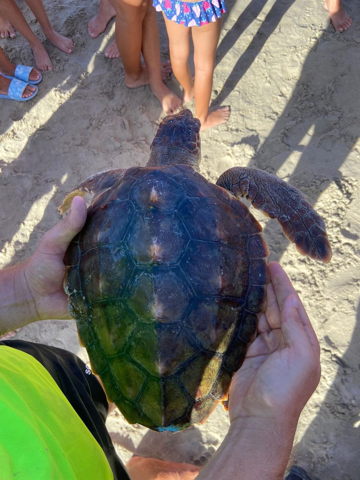 Imagen del ejemplar juvenil de tortuga marina rescatado en Pilar de la Horadada