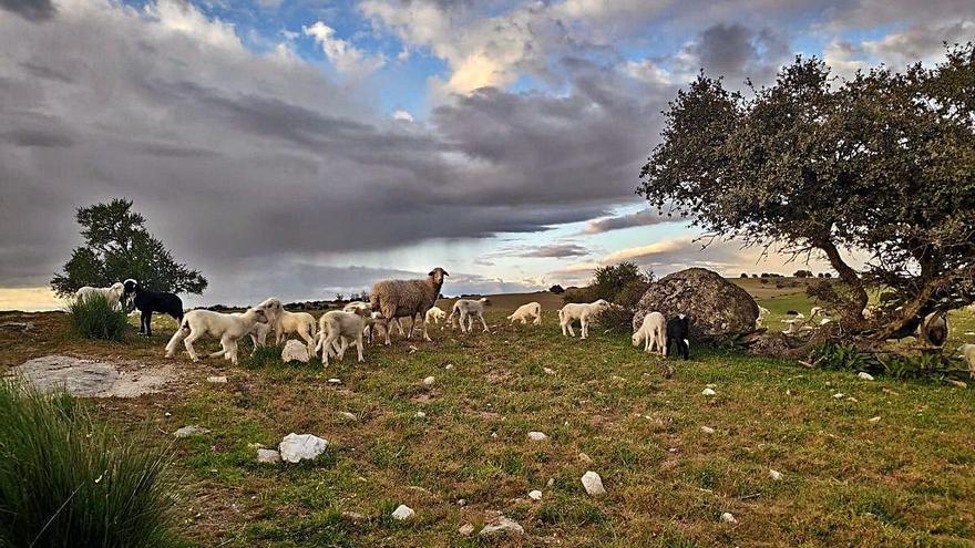 Una oveja pasta junto a un grupo de corderos en una finca de Cibanal.