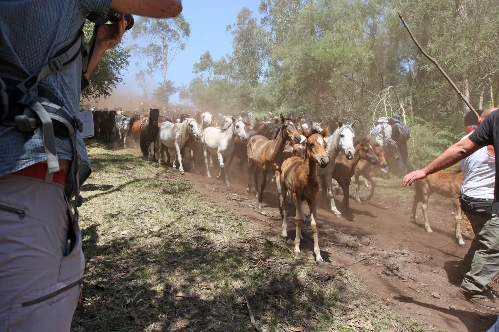 Miles de personas presencian en Sabucedo los curros - La manada llegó al pueblo al mediodía.