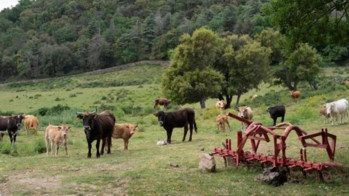 Una prova pilot utilitza la tecnologia GPS per guiar les vaques de l'Albera.