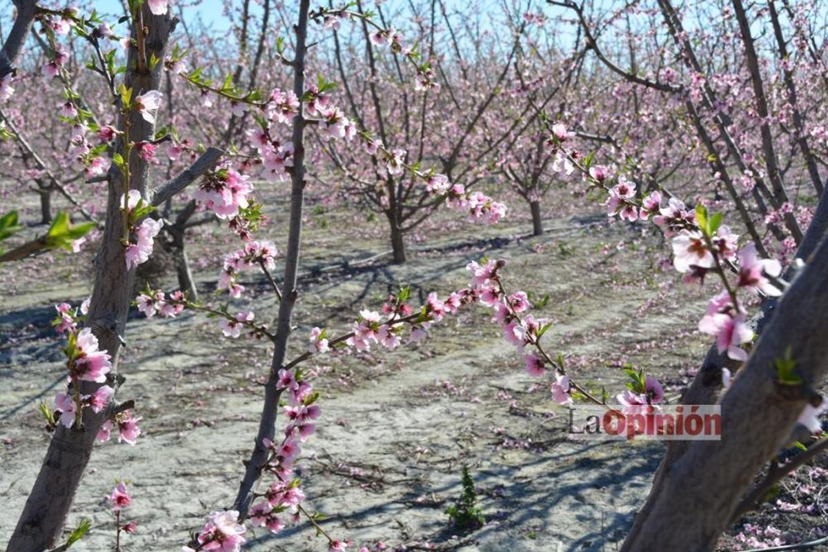 Comienza la Floración de Cieza