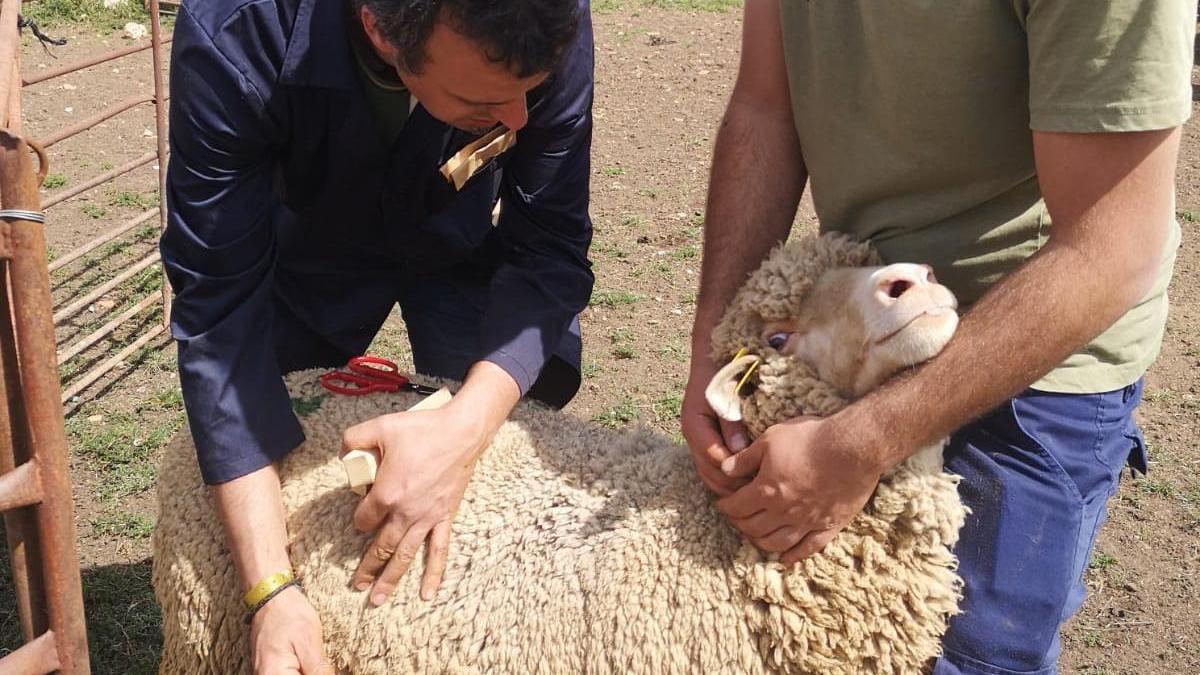 Antonio Milara mide la lana de una de las ovejas.