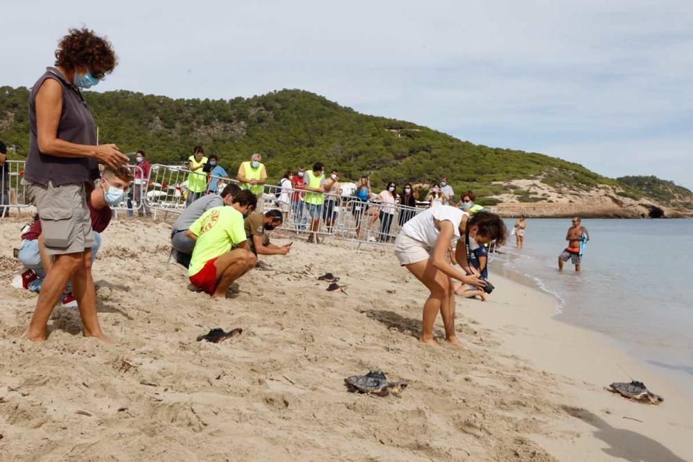 Liberadas en Ibiza 26 tortugas de la primera puesta registrada en Baleares