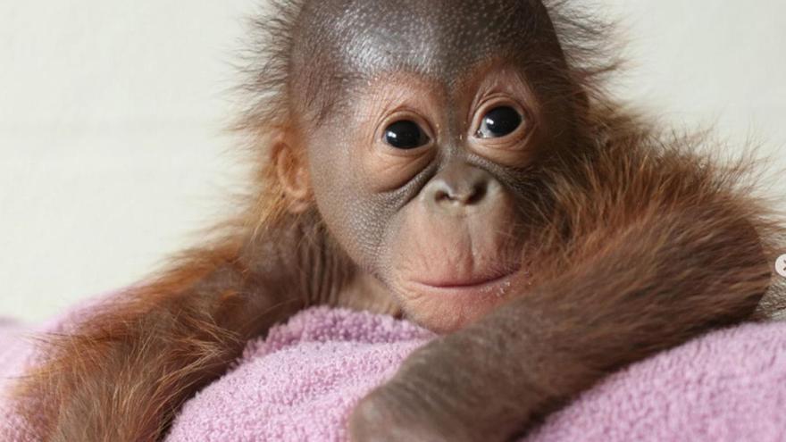Treinta madres voluntarias intentan enseñar a una orangutana a amamantar a su cría en Dublín