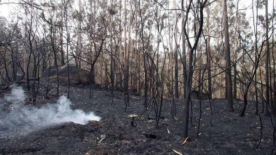 Estado en el que quedó una zona de monte arrasada por el fuego en Chandebrito (Nigrán).