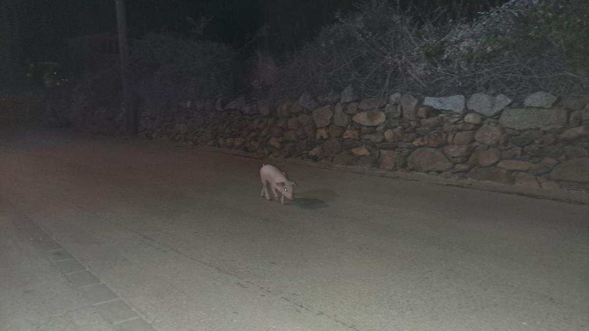 El porcell que es va escapar de la granja de Cantallops.
