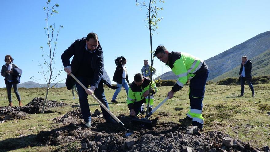 El Principado destinará 5,5 millones a propietarios de montes para que reforesten las zonas quemadas en la oleada de incendios