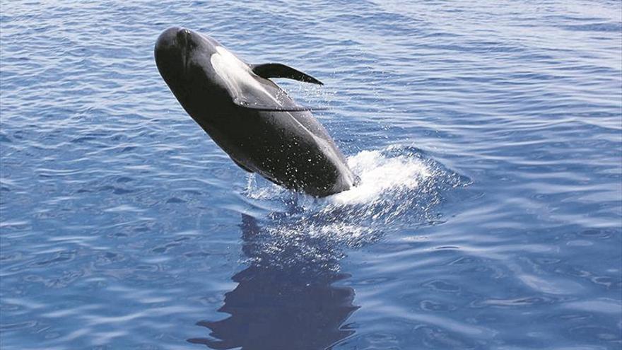 El Mediterráneo español tendrá un santuario para ballenas y delfines